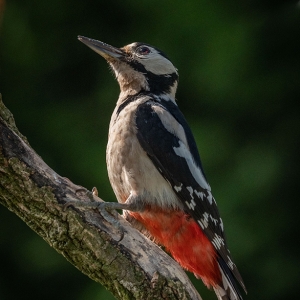 Redwell   27 05 2020   D500   Les 431.jpg